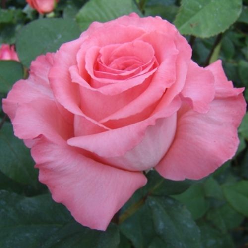 E-commerce, vendita, rose, in, vaso rose ibridi di tea - rosa - Rosa Bel Ange® - rosa mediamente profumata - Louis Lens - Bella, rosa fibrosa, con fiori vividi e vistosi.